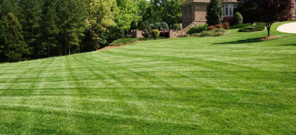 Turf Maintenance